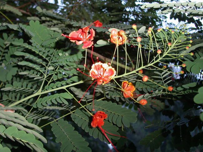 Nepal_2003_Flora_004